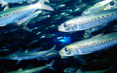 cod liver fish swimming